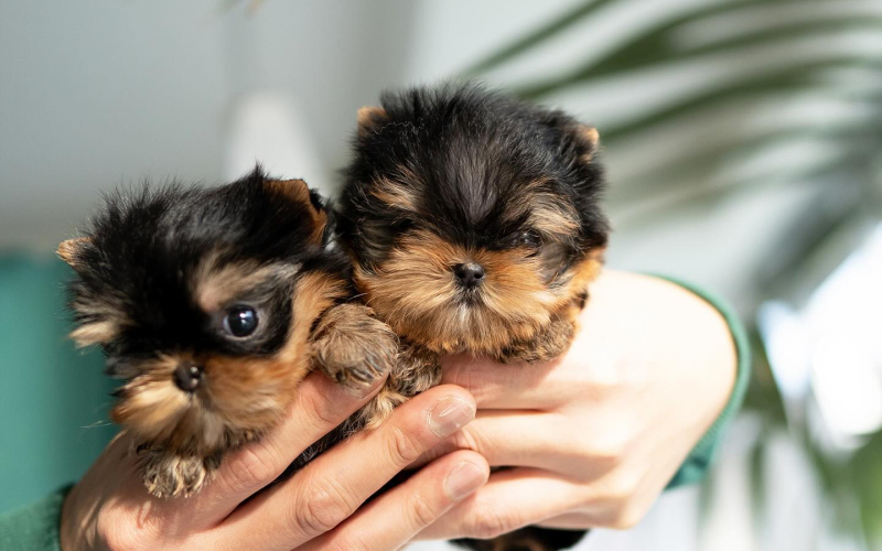 Preslatki Yorkie iz šalice čaja