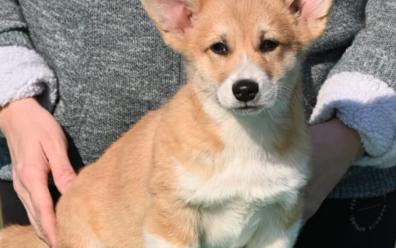 Velski korgi/Welsh Corgi Pembroke