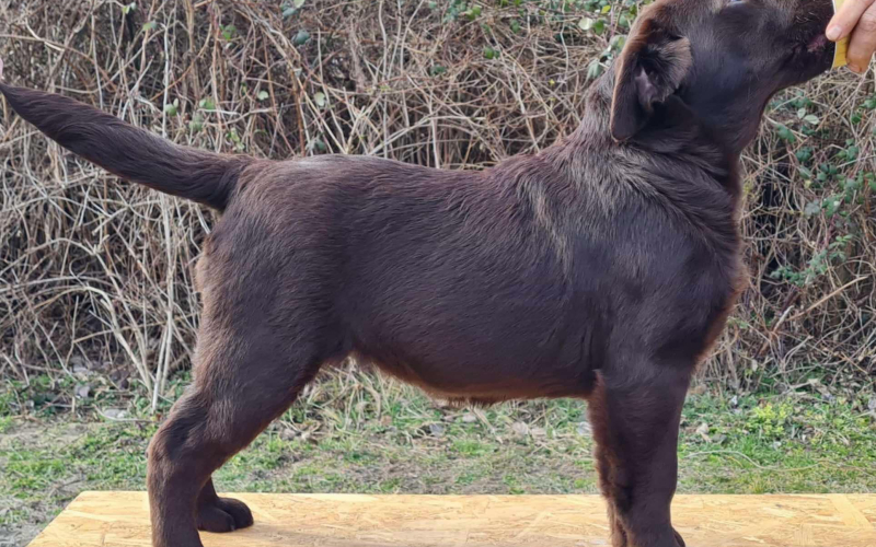 Labrador retriver čokoladni štenci