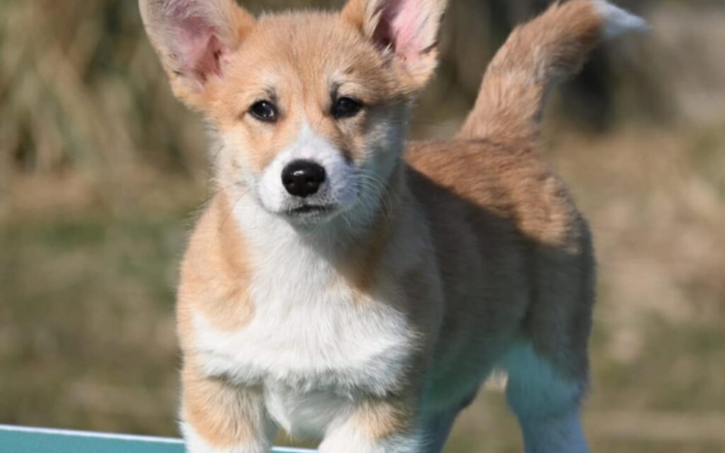 Velski korgi/Welsh Corgi Pembroke