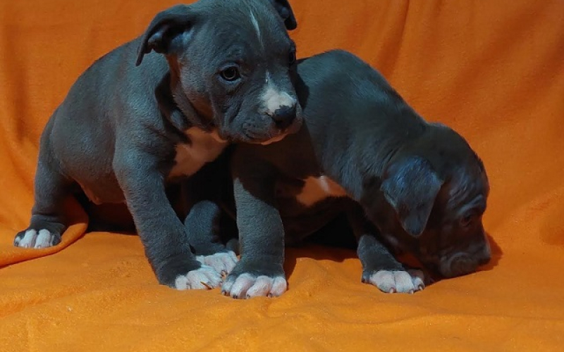 American bully XL