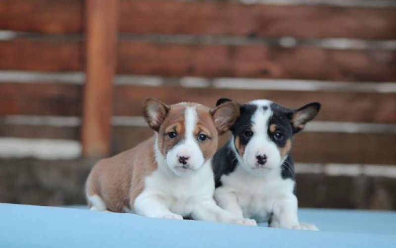 Basenji stenci