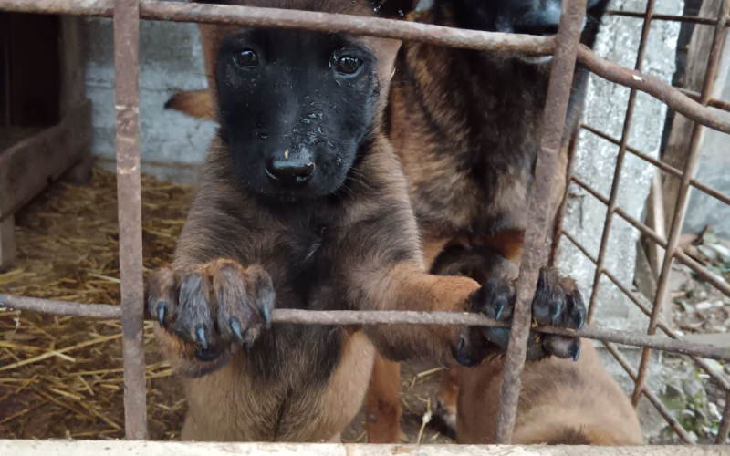 Belgijski Ovčar (Malinoa) štenci