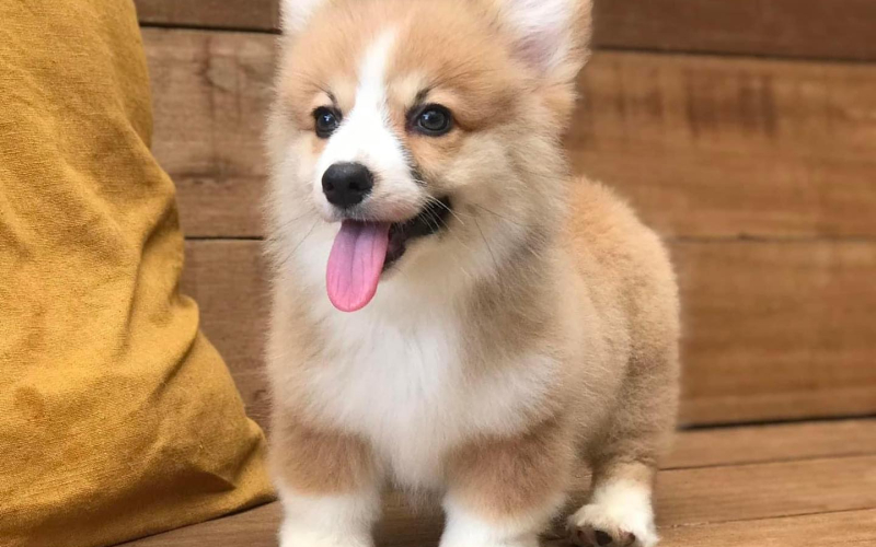 Preslatki Pembroke Welsh Corgi.