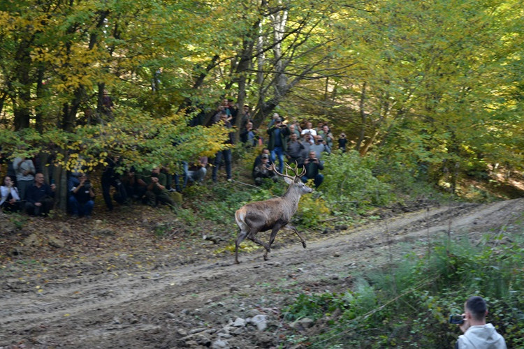 BIJELJINA