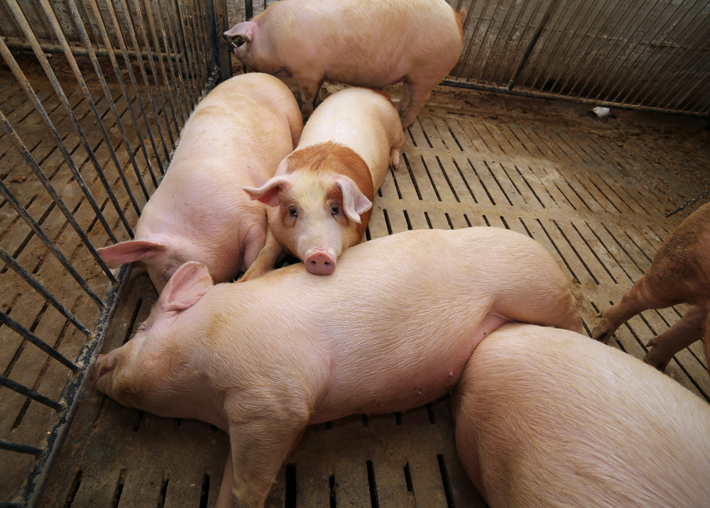 Podsticaji razljutili uzgajivače svinja