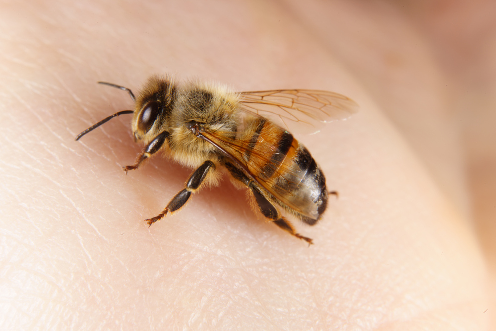 Pčelar otkrio šta pomaže kod uboda pčele ili stršljena
