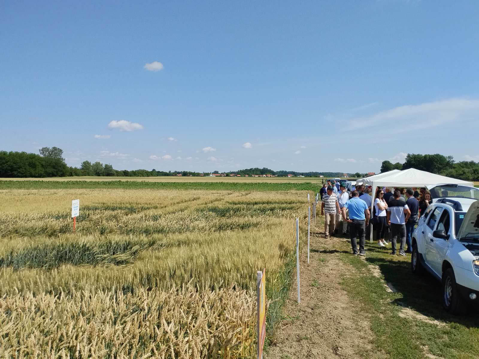 "Dani polja strnih žita" u Bijeljini: Pšenica u dobrom stanju i na većim površinama